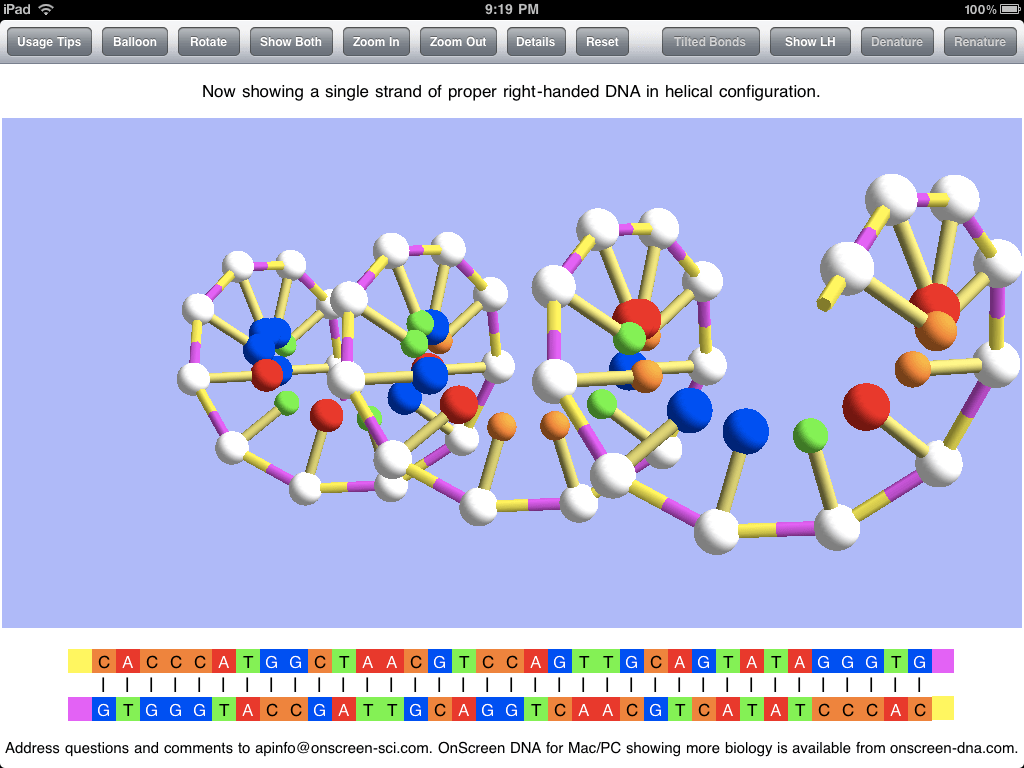 3D Dna Model With Pipe Cleaners