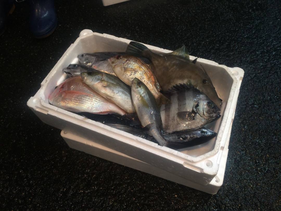 エレガント釣った魚 売る 北海道 魚のすべて