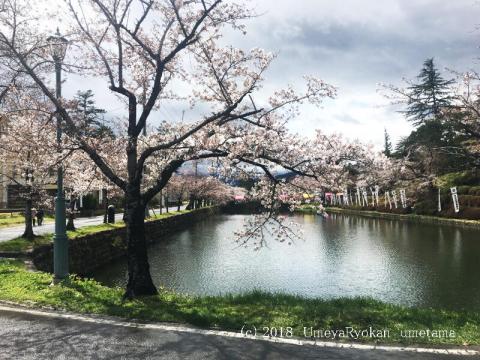 桜咲きました 米沢市