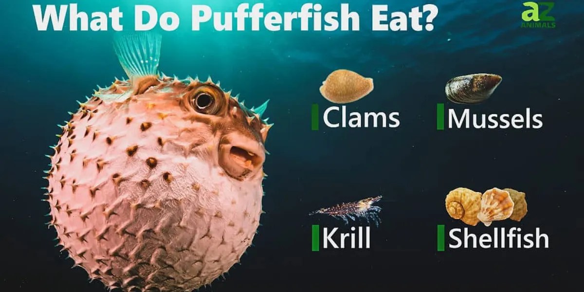 Puffer Fish Diet What Do Puffers Eat?