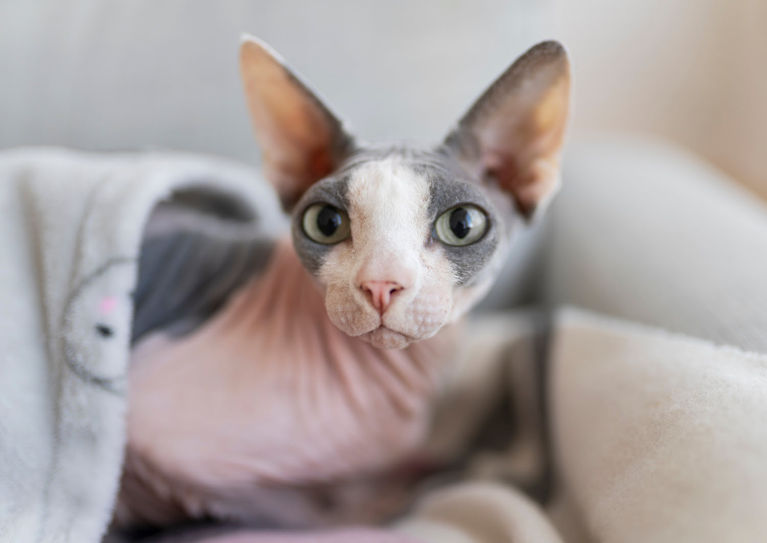 The Sphynx Cat cue media