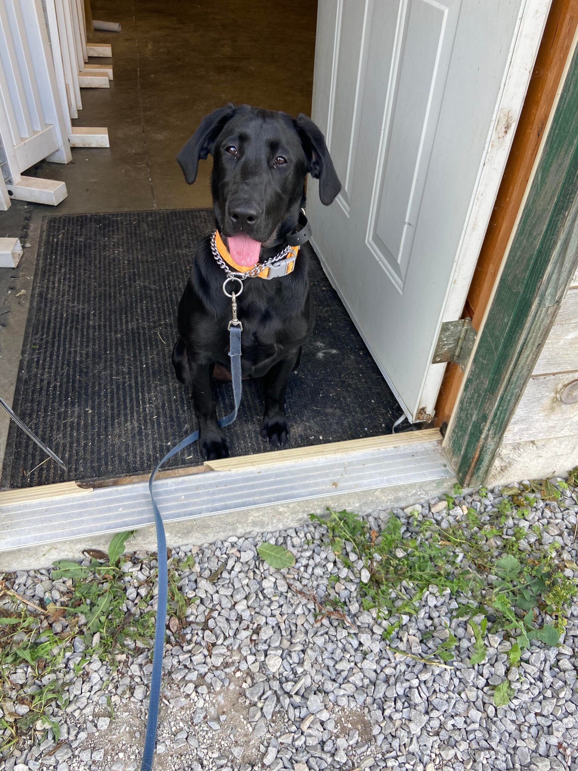 Door Manners The FRUIT GAME Ontario Dog Trainer