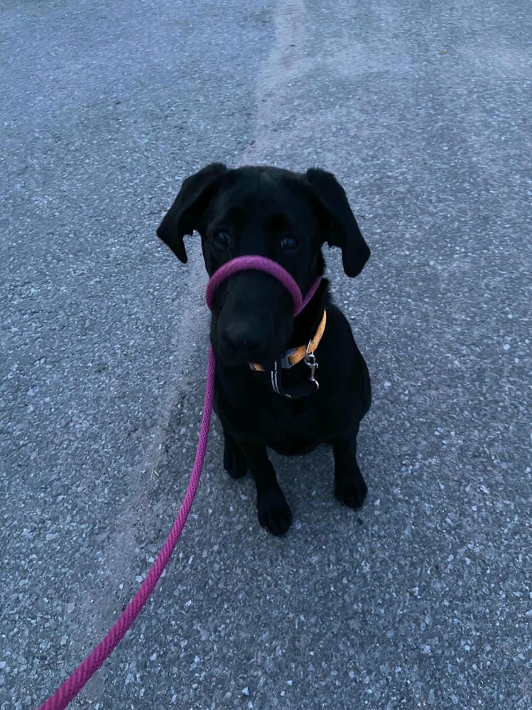 Three tips to make walking your dog so much easier … and safer too