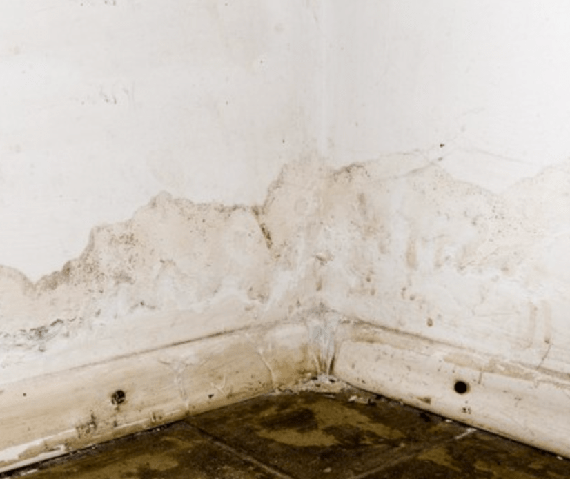 What do Professionals Use to Kill Mould?