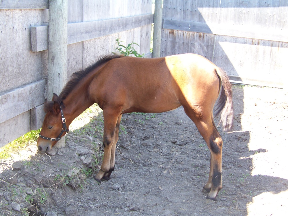 Two Standardbreds and Two Quarter Horses Available! Ontario SPCA and