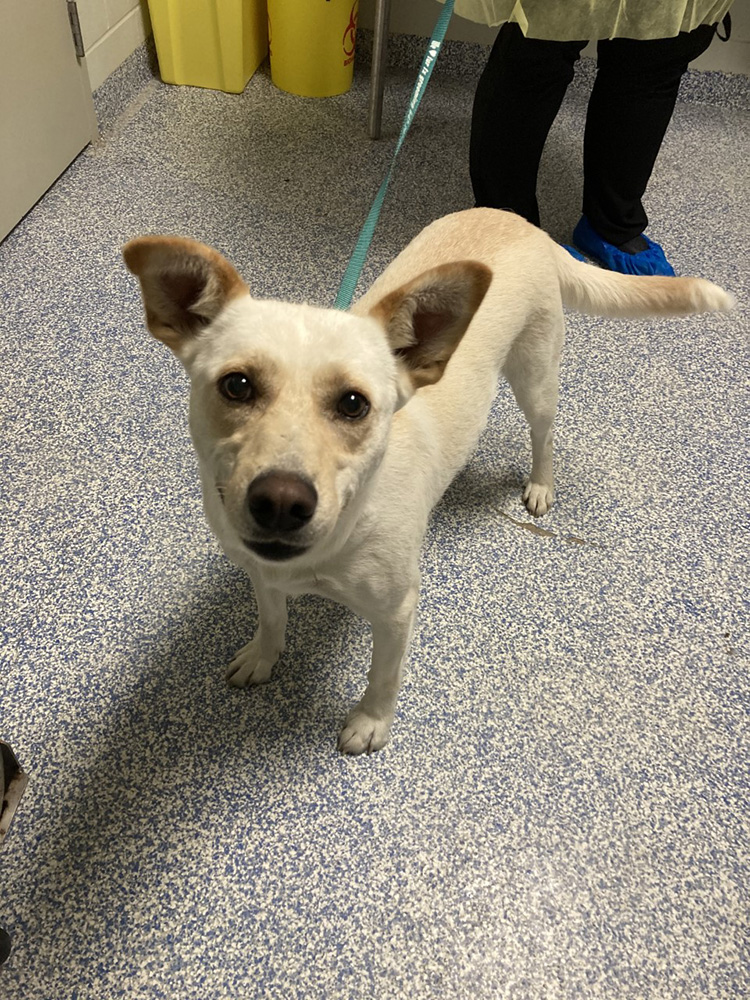 Northern dogs into the Ontario SPCA’s adoption program after