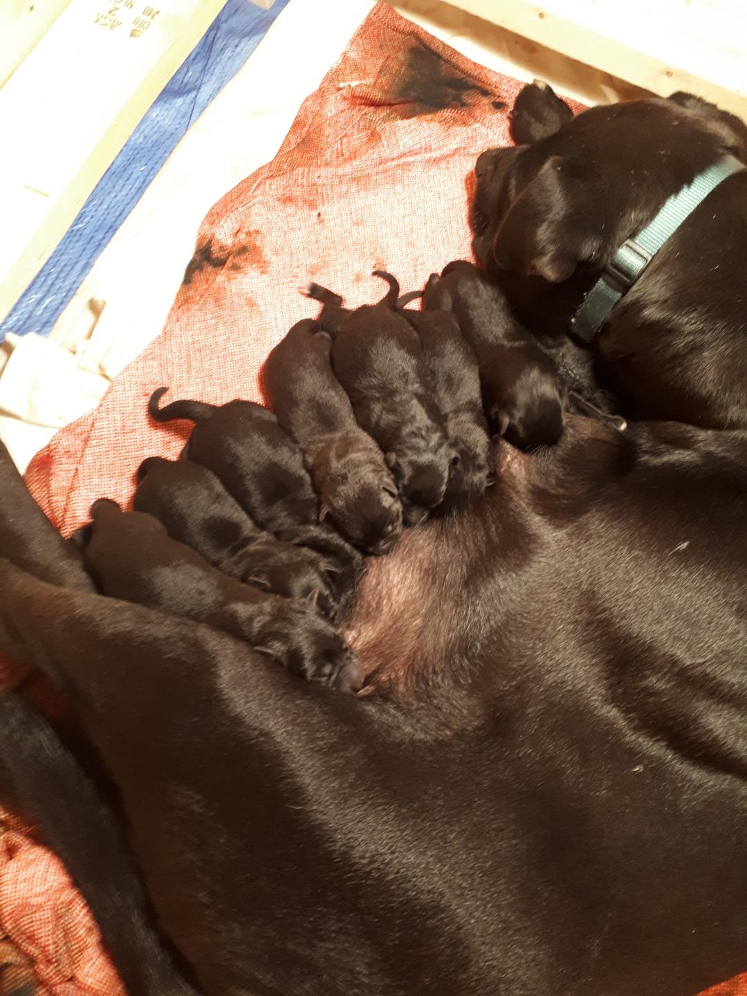 Community rallies to help mother dog safely deliver 11 pups Ontario