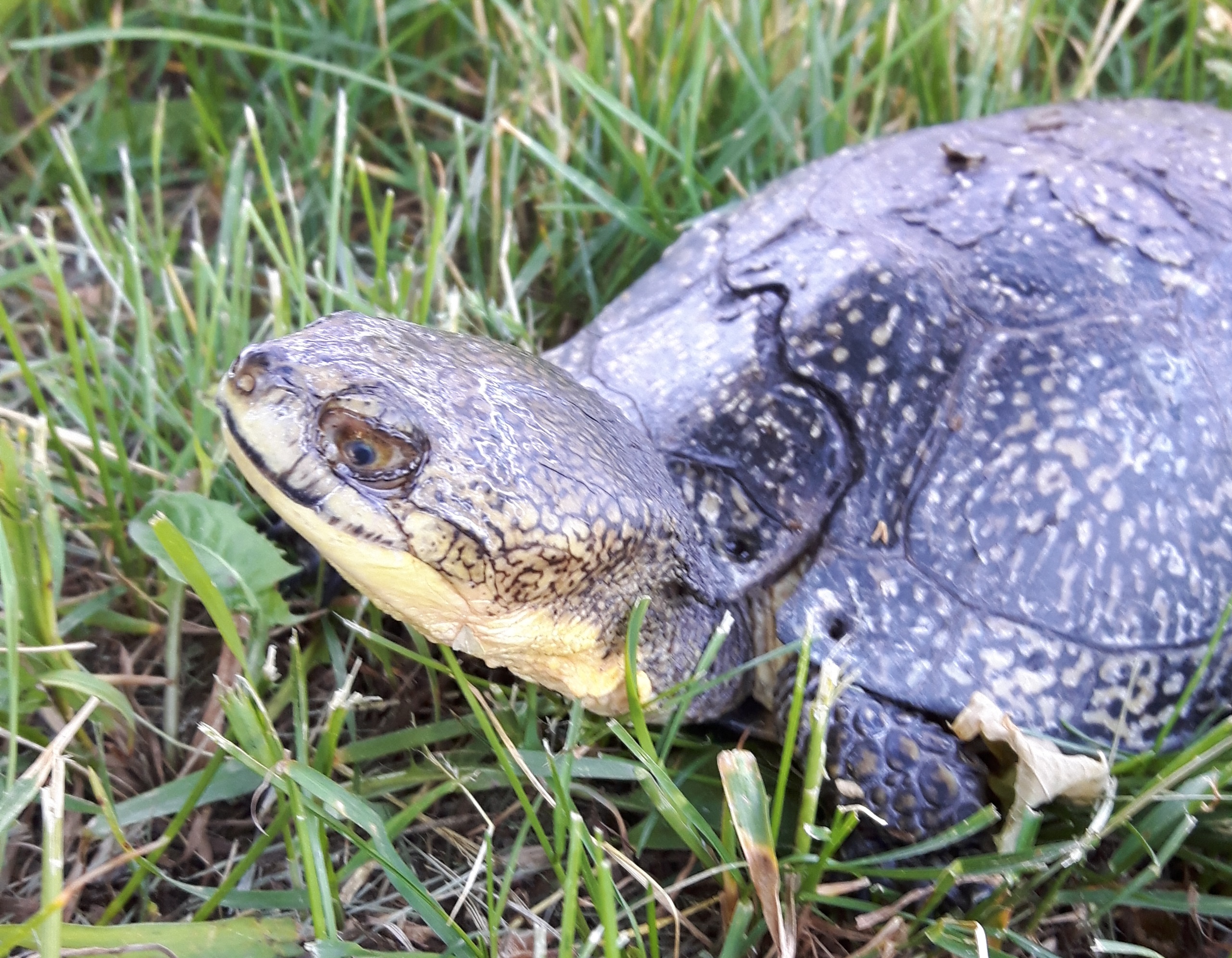 A Tale of Two Turtles Ontario Turtle Conservation Centre