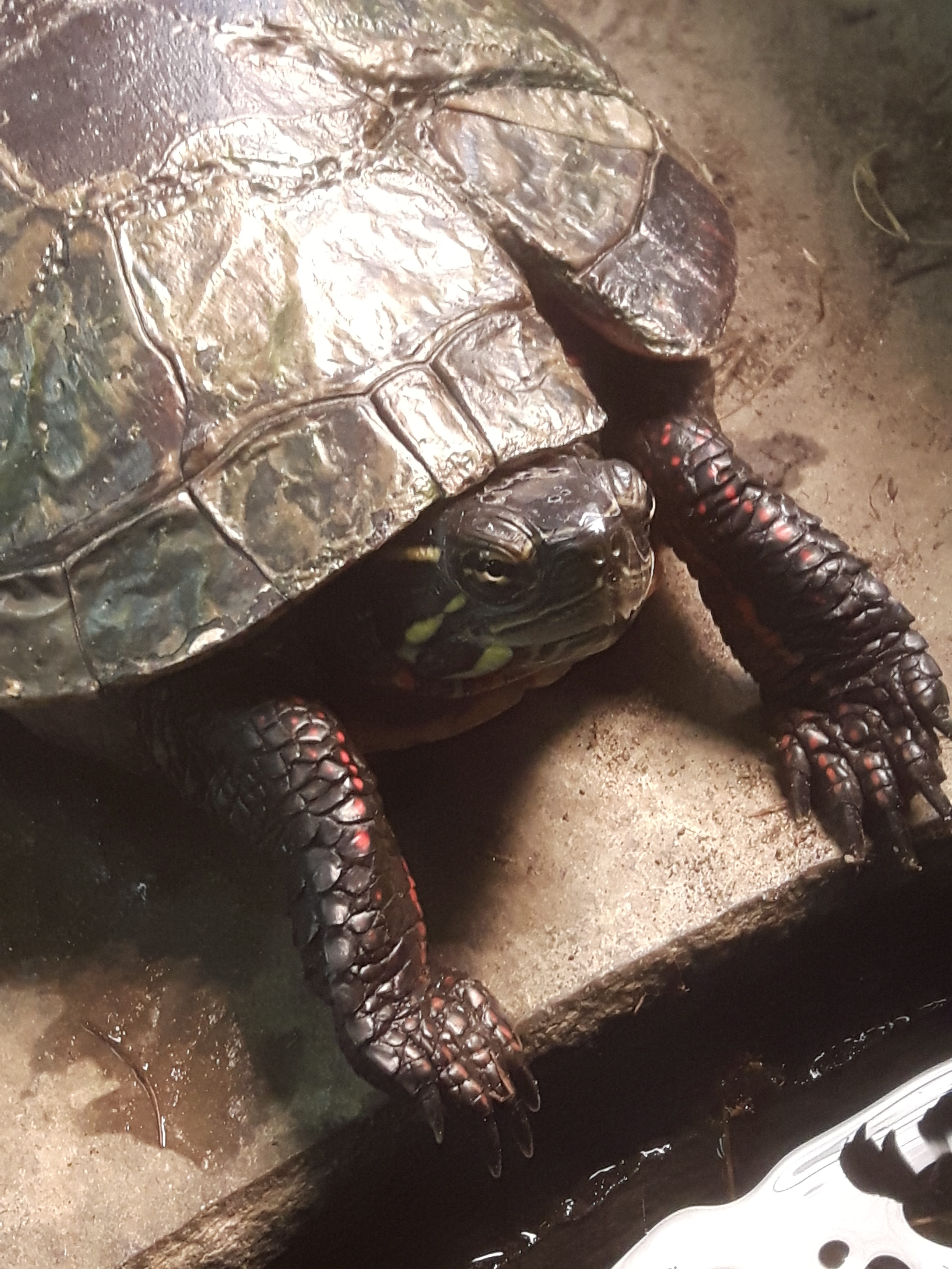 Part 2 A Tale of Two Turtles! Ontario Turtle Conservation Centre