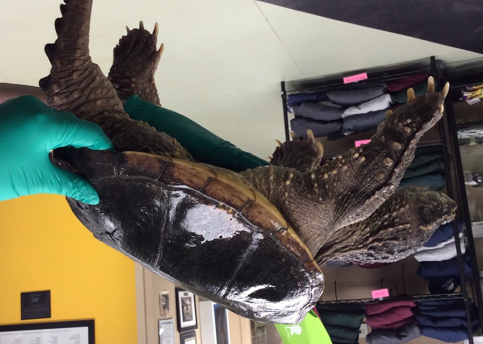 On the Road Ontario Turtle Conservation Centre