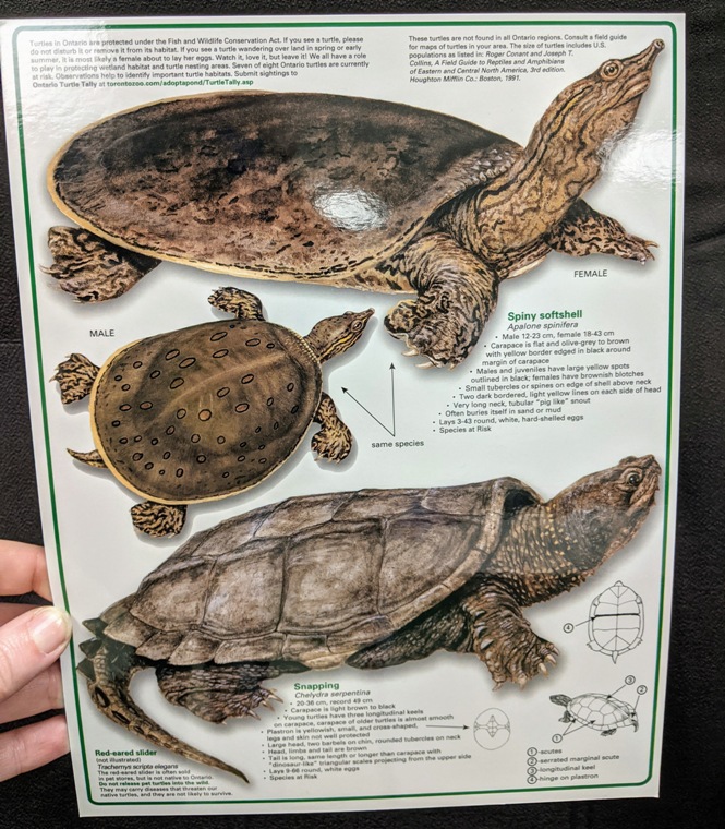 Turtles of Ontario ID Sheet Ontario Turtle Conservation Centre