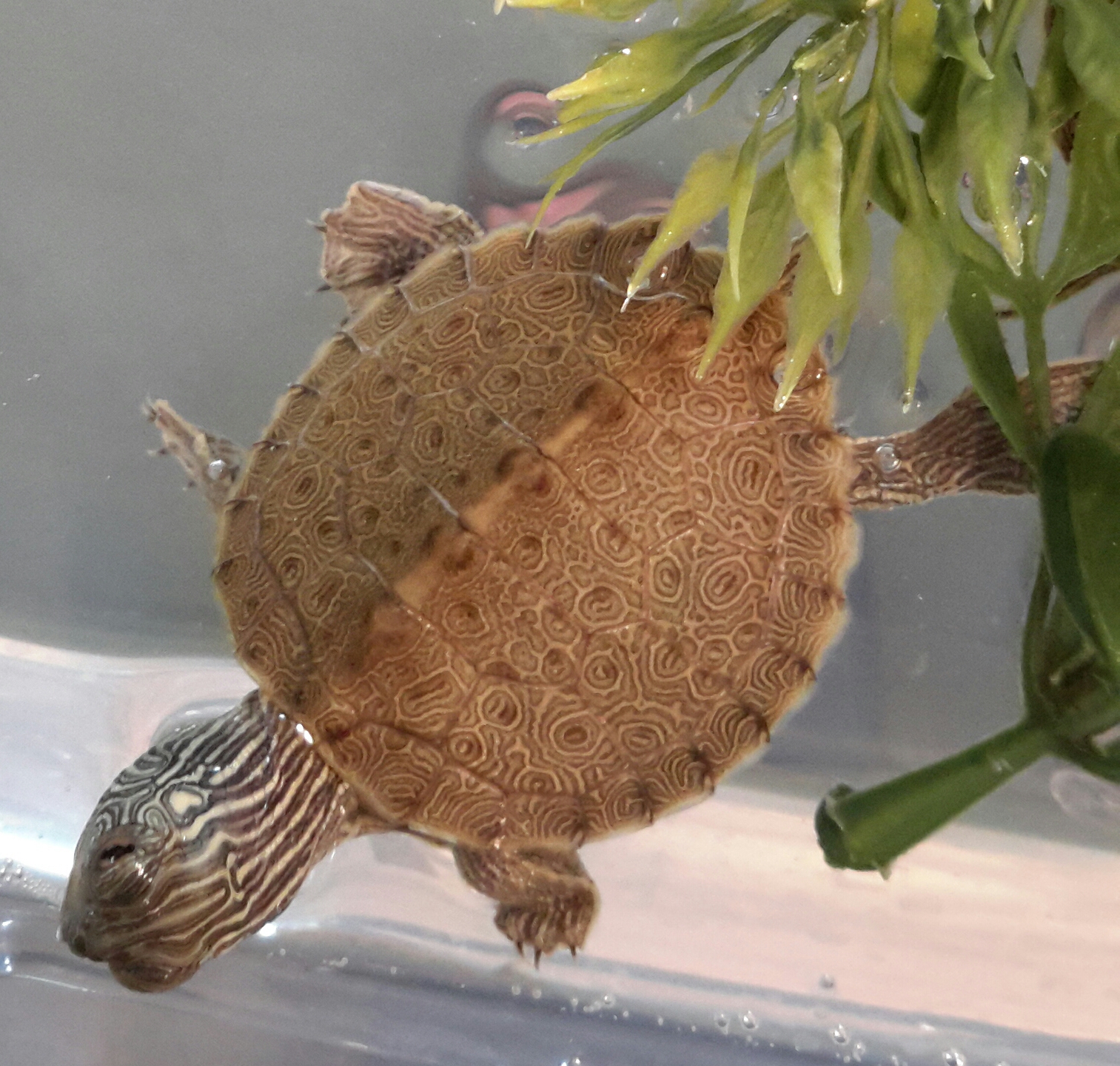 Northern Map Turtle Graptemys geographica Ontario Turtle