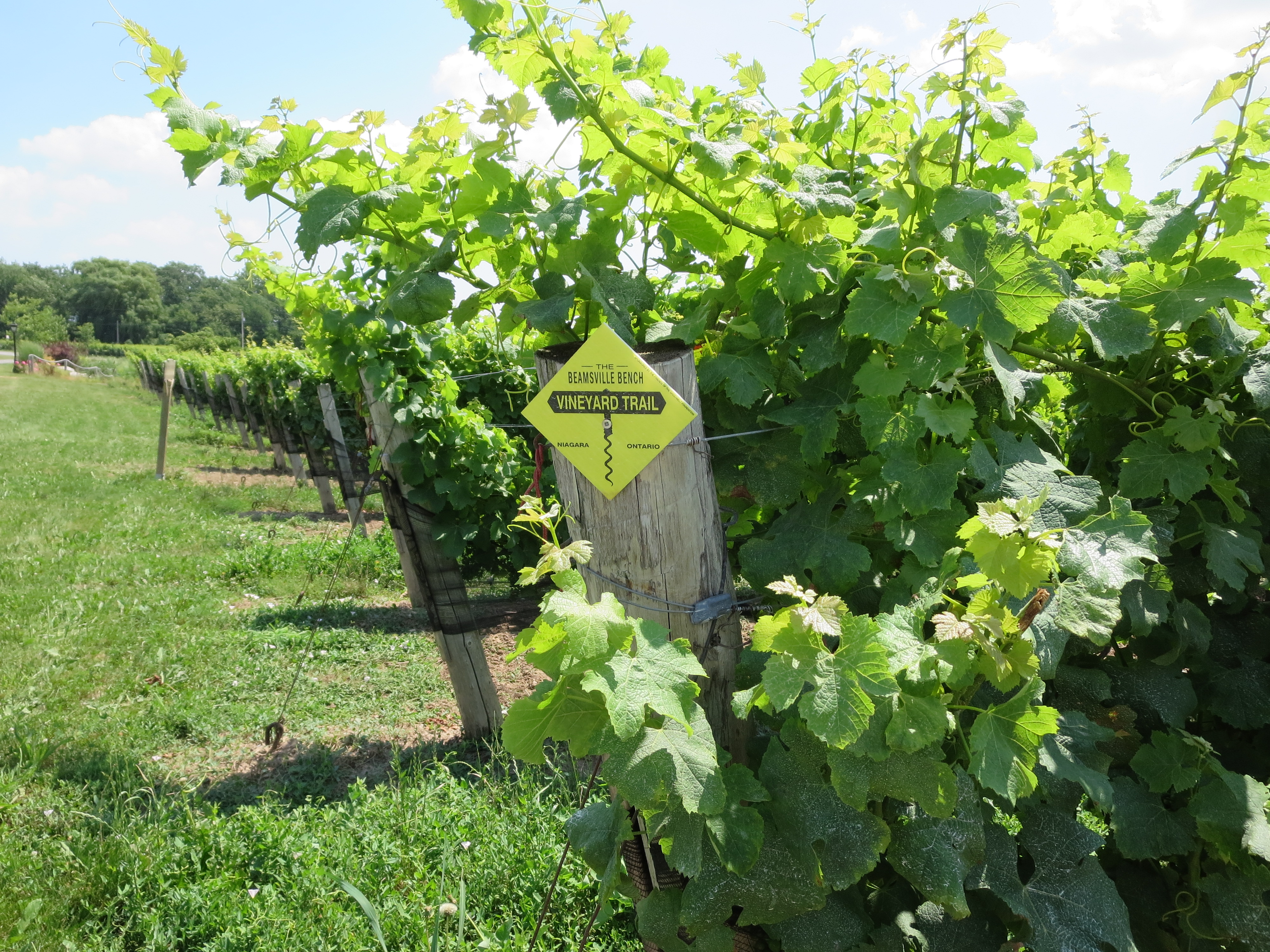 Beamsville Bench Vineyard Trail Ontario Wineries Guide
