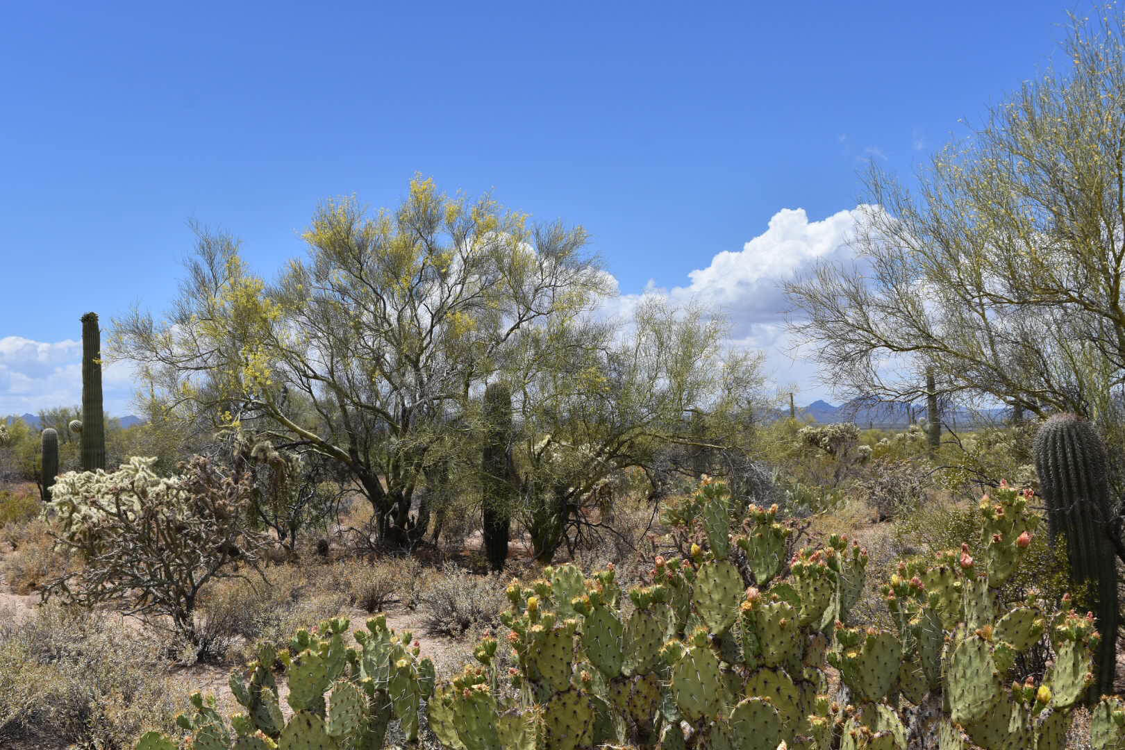 Desert Defenders Southwestern Trees and Shrubs Stand Tall On The