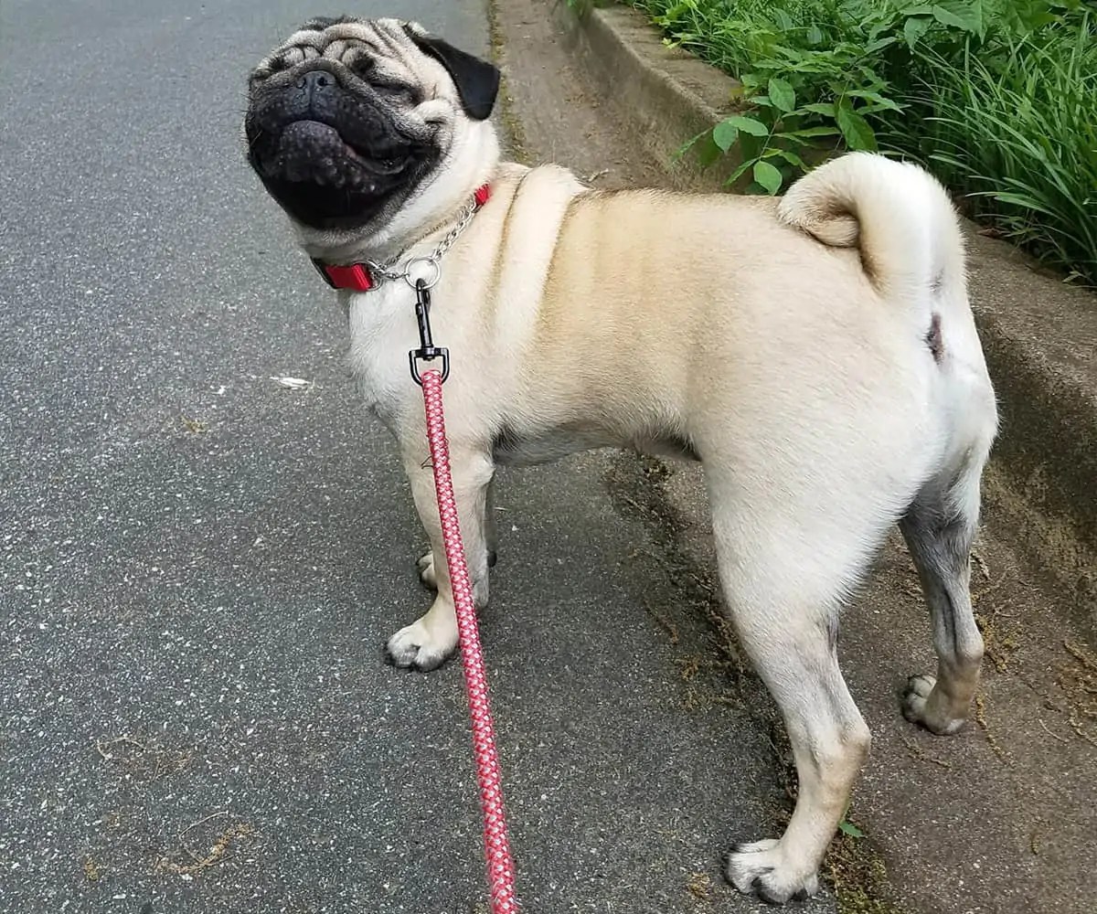 Contact Us On The Spot Dog Walking & Pet Sitting