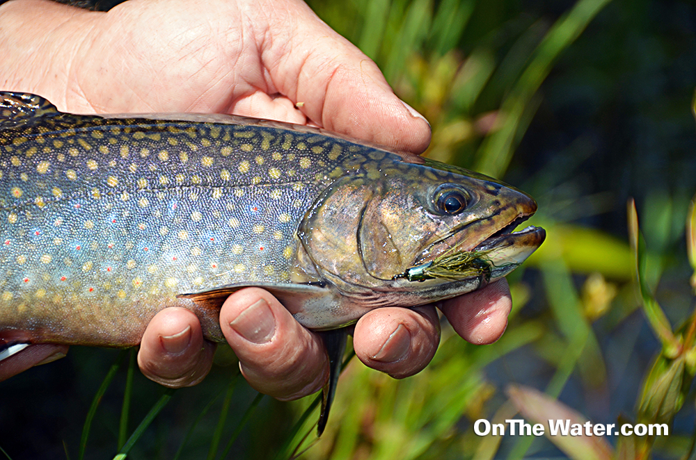 A Day at the Chiltonville FlyFIshing Club