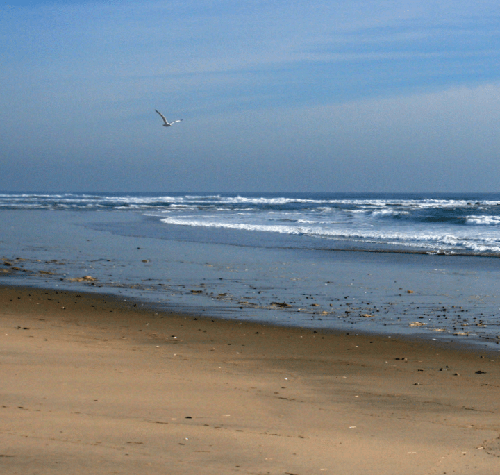 Plum Island Fishing Guide