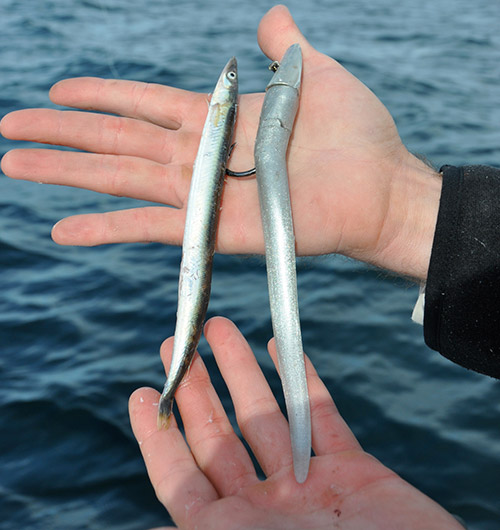 Do you know how to catch sand eel 401 Fishing Reports
