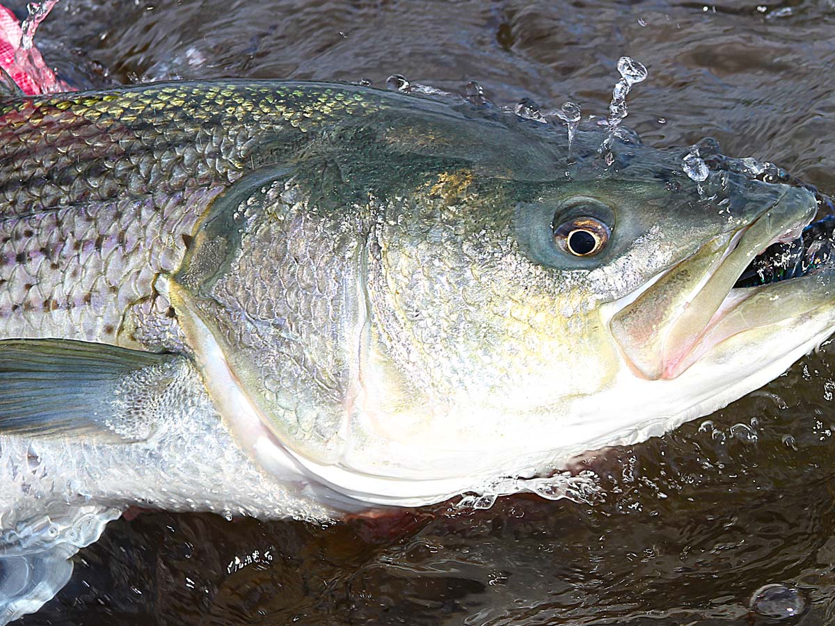 Striped Bass Fishing Season Could be Canceled in Virginia On The Water