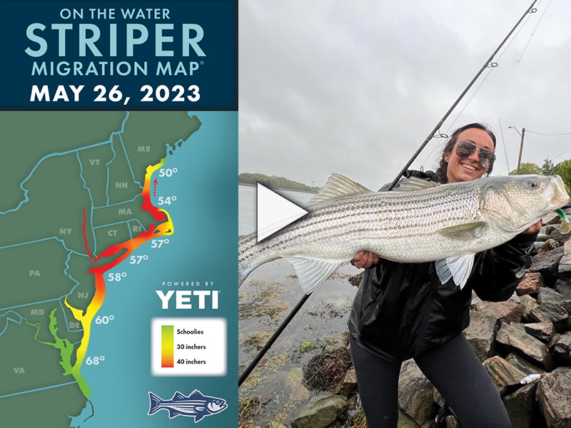 Striper Migration Report May 26, 2023 On The Water
