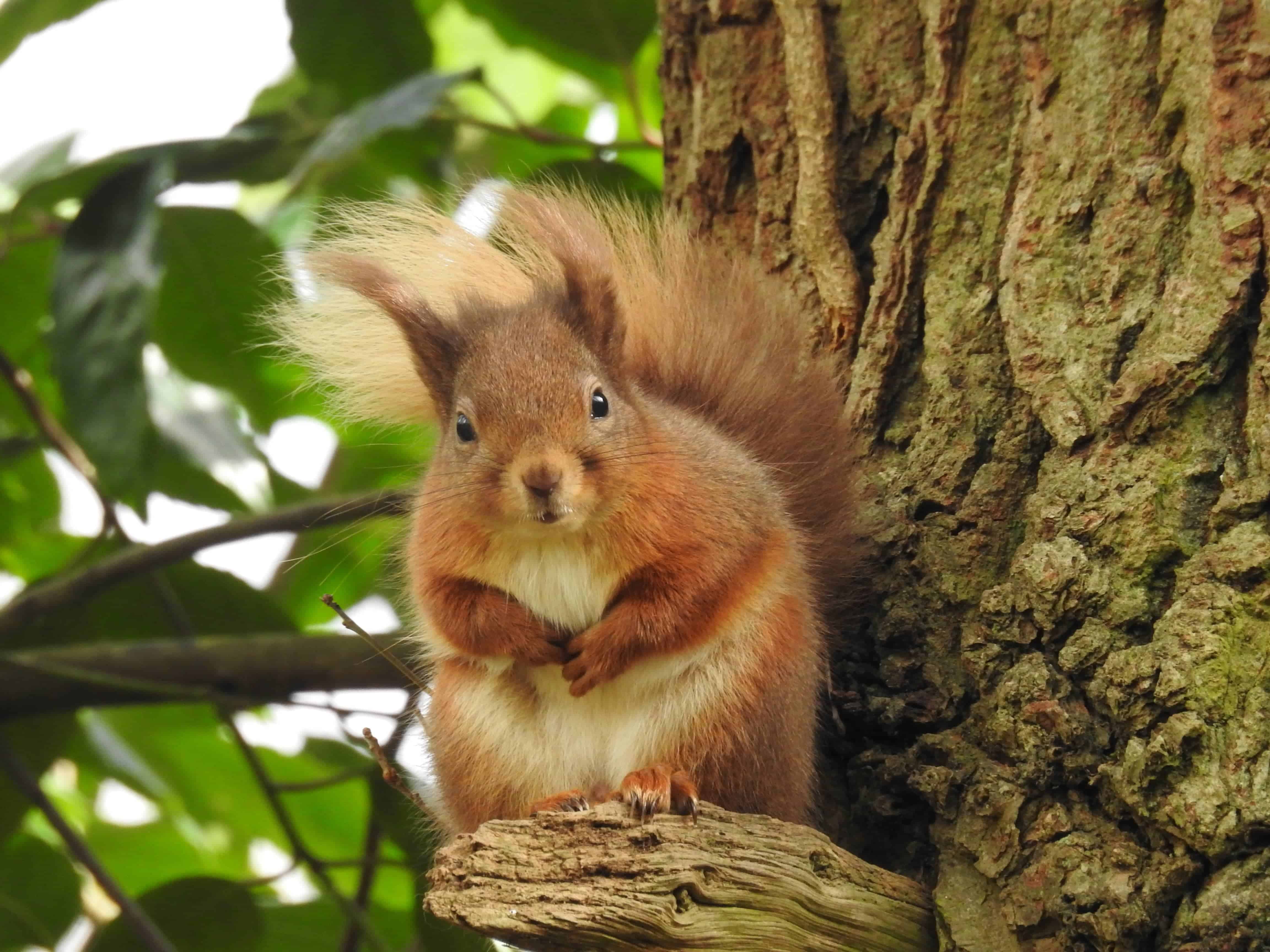 Celebrate Red Squirrel Awareness Day by joining the Wight Squirrel
