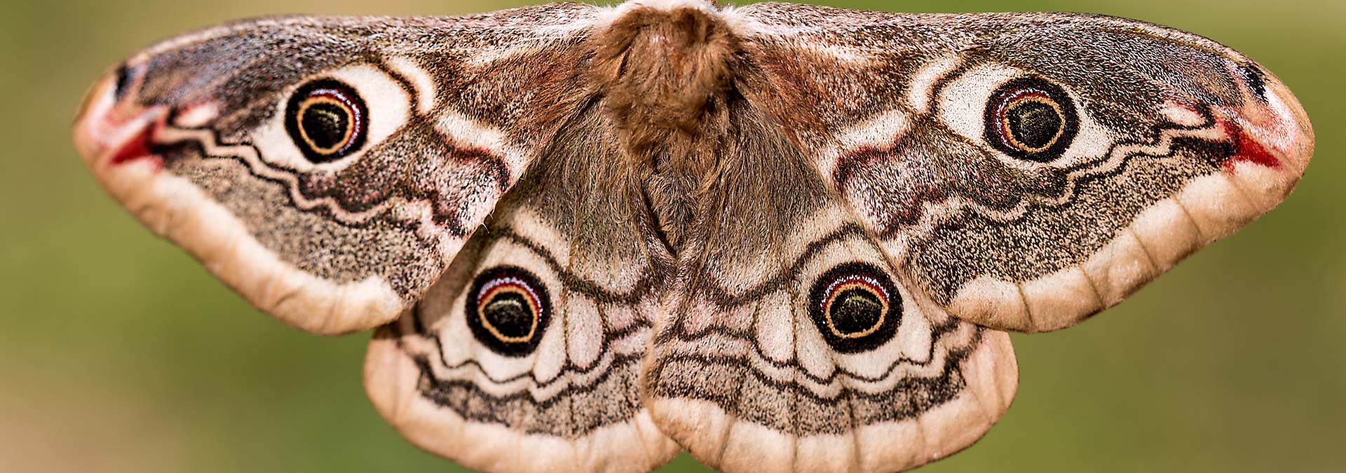 Moth Damage Rug Repair Out Tech Have Extraordinary Skills