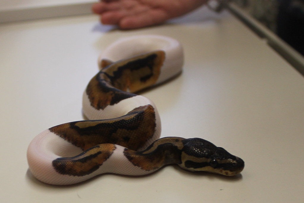 7 Piebald Ball Python Facts and Breeding Guide ONURBICYCLE