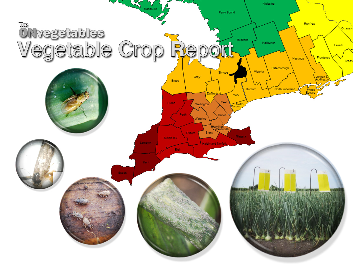 VCR Vegetable Crop Report May 30, 2018 ONvegetables