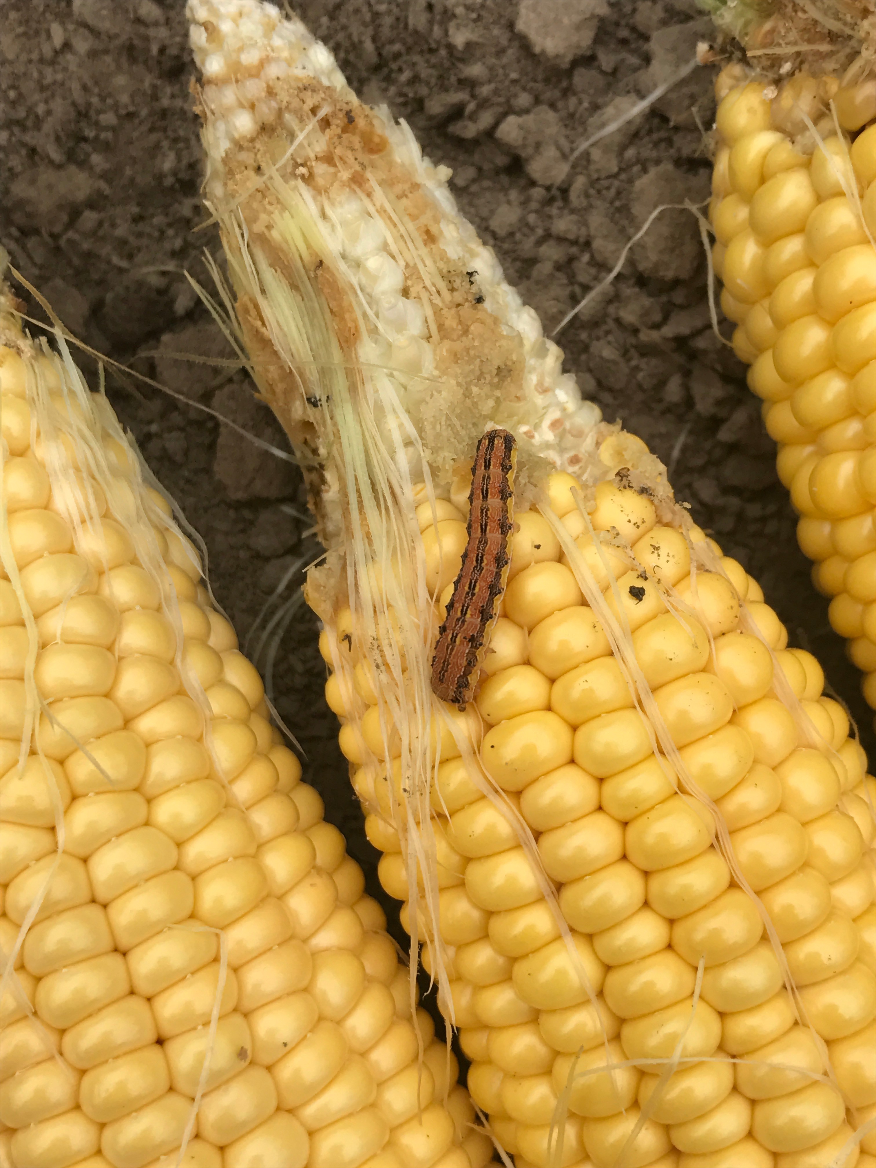 Controlling Sweet Corn Worms Today at 1230 ONvegetables