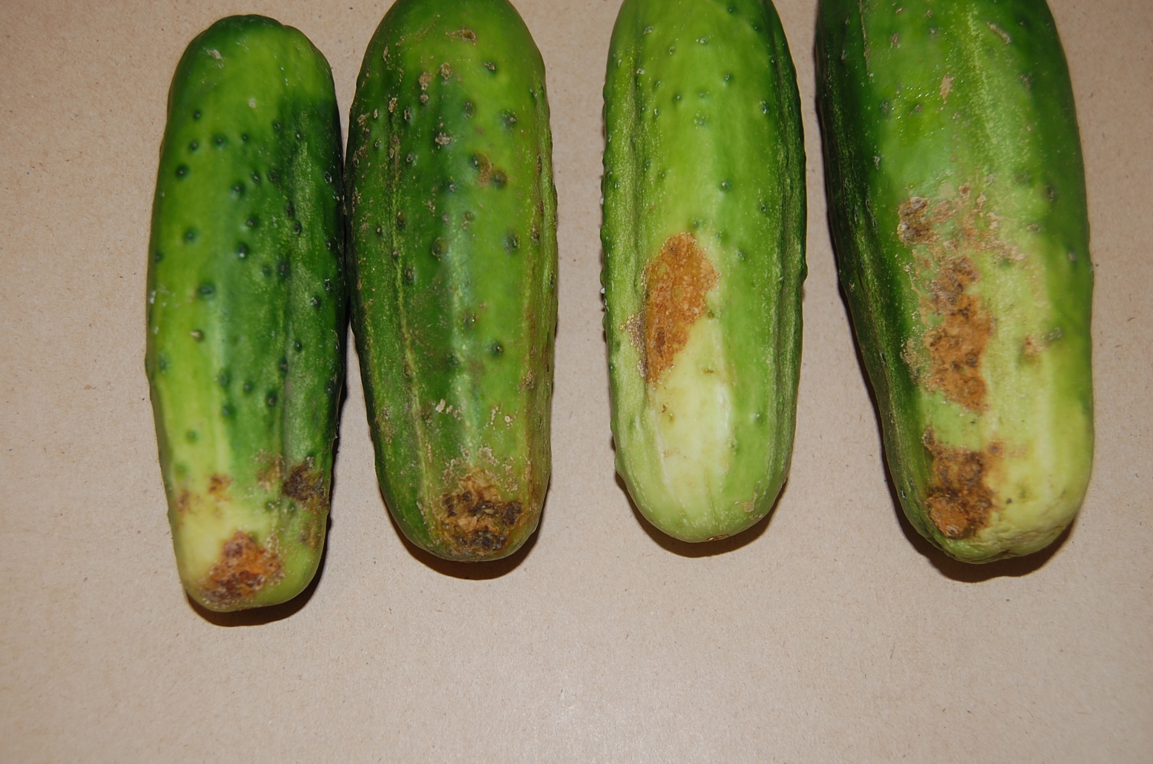 Research Update Rhizoctonia Belly Rot of Cucumbers