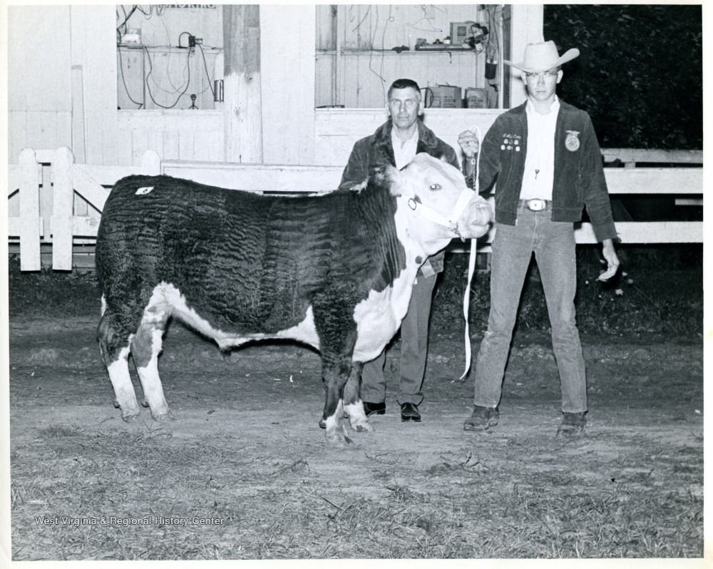 Future Farmers of America Member with Prize Steer, Claysville, PA