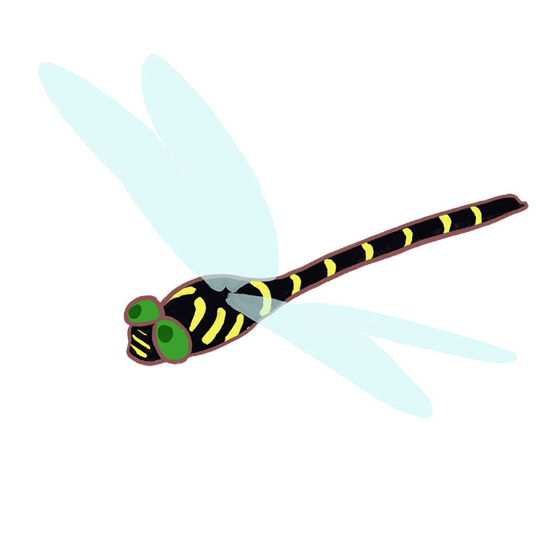 オニヤンマのイラストの依頼・外注 | イラスト制作の仕事・副業 【クラウドソーシング ランサーズ】[Id:3666724] オニヤンマのイラスト - Onwaイラスト