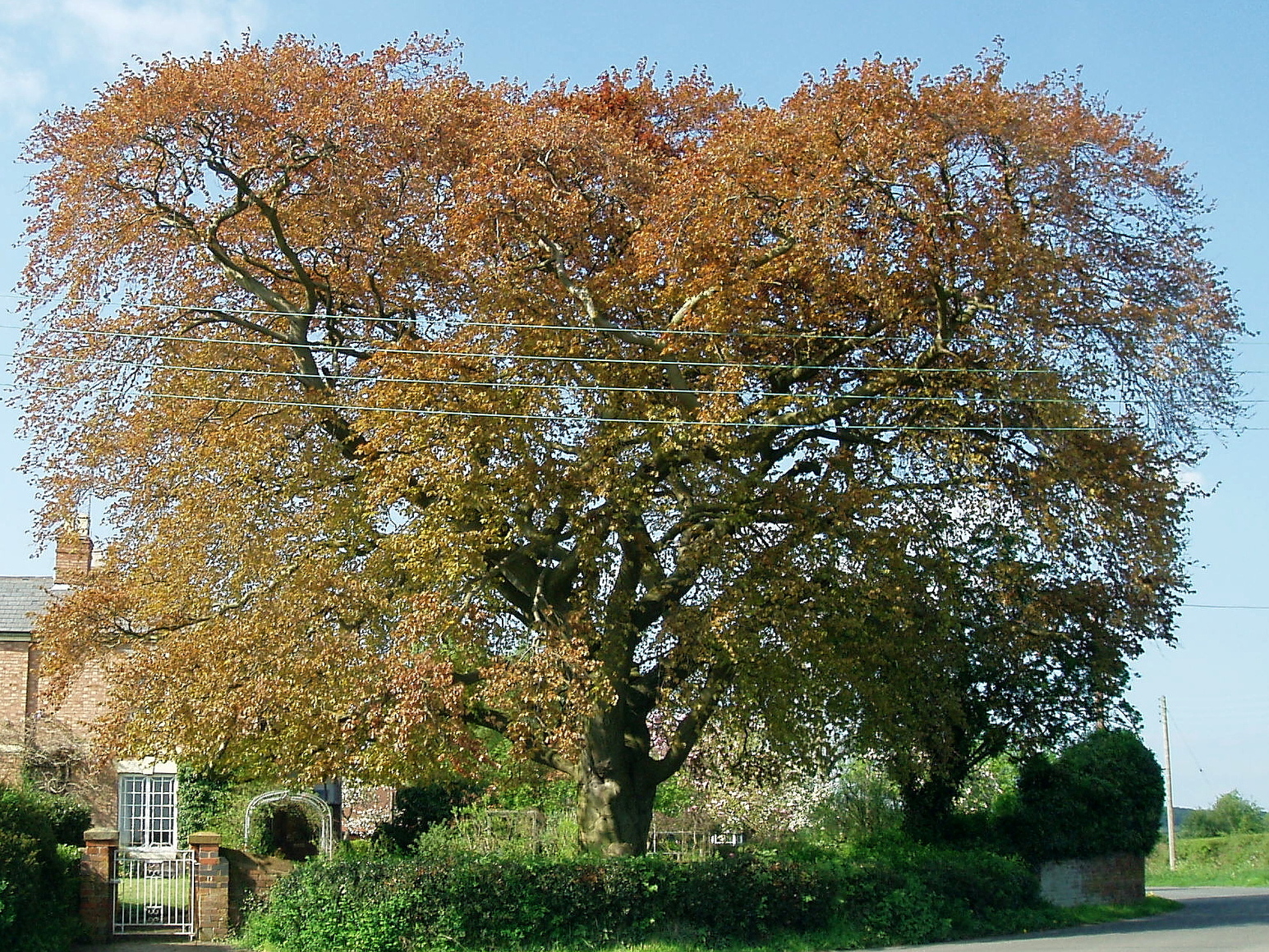 Copper Beech Drops CATA for West Aaron