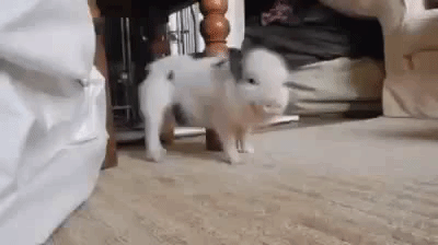 Take A Study Break And Look At Cute Baby Animal Gifs