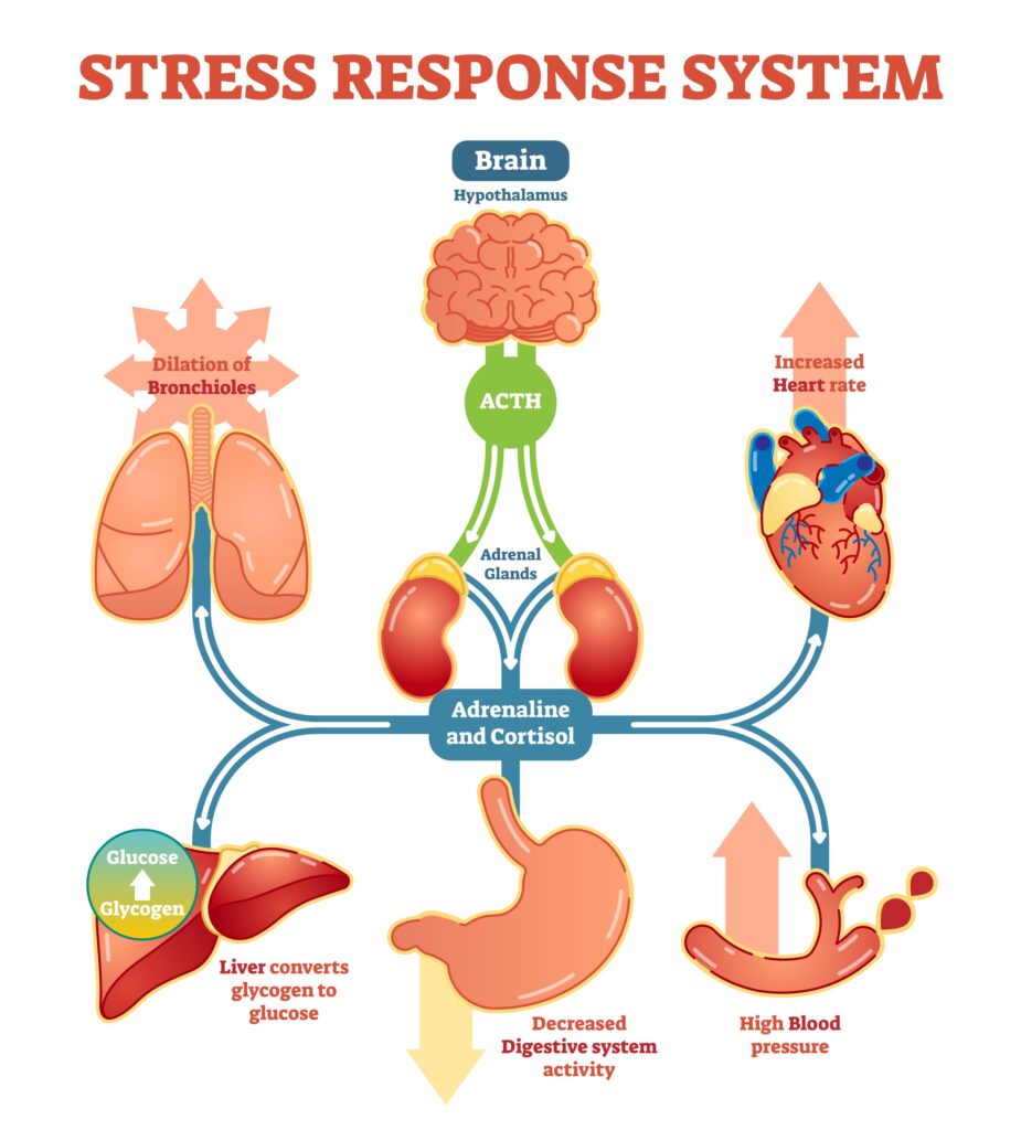 COVID19 The stress response and keeping your immune system healthy