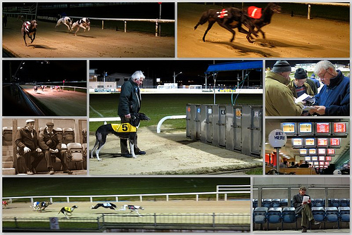 Greyhound racing On wishes and horses