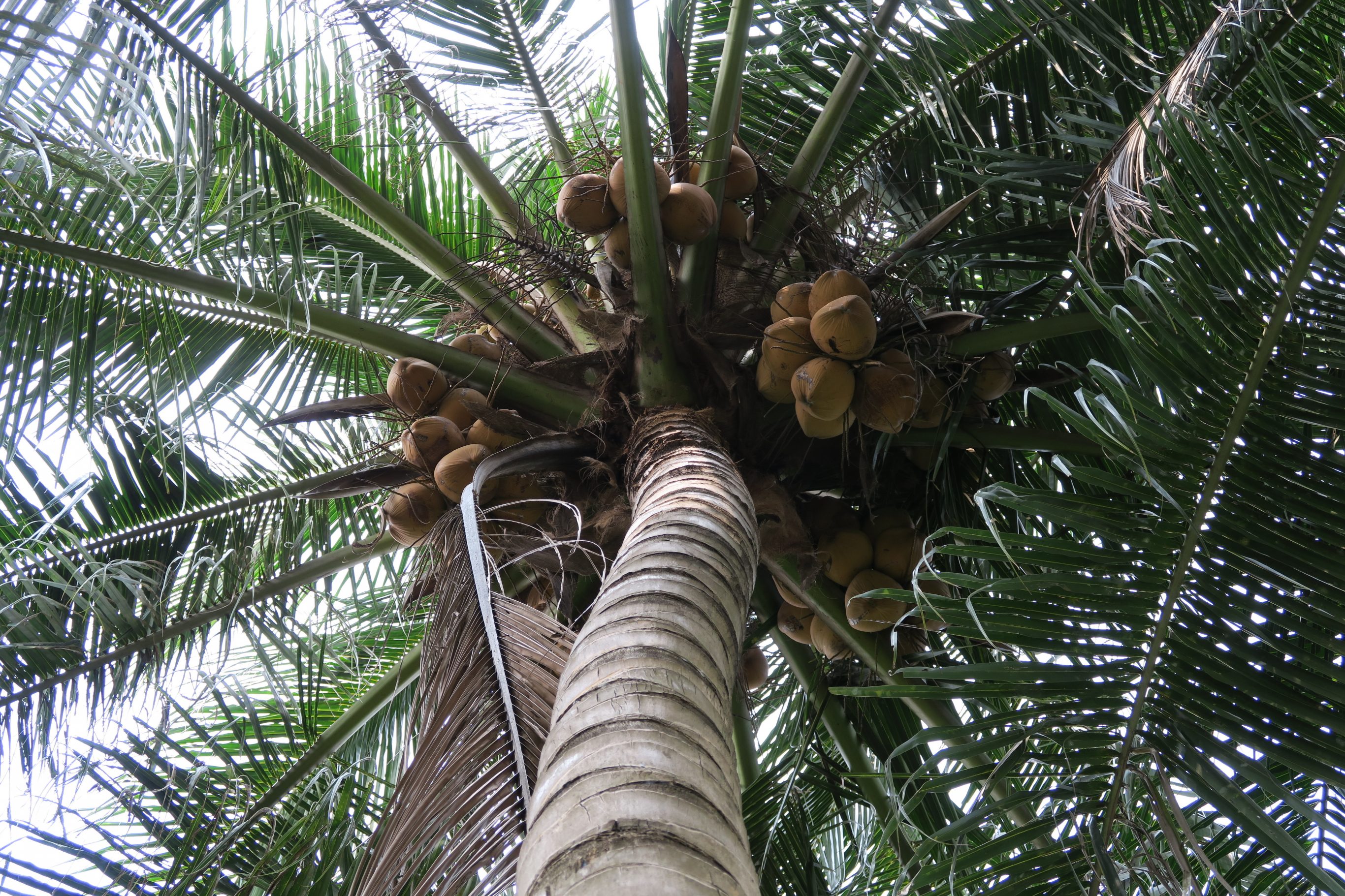 Coconut tree, Vietnam oo8.co