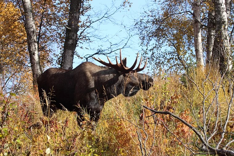 Moose hunting changing Ontario OUT of DOORS