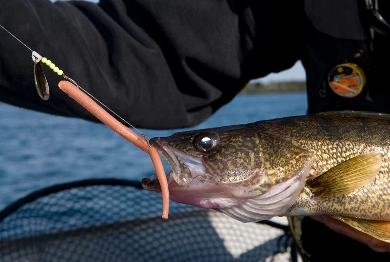 Boat more walleye with artificial worms Ontario OUT of DOORS