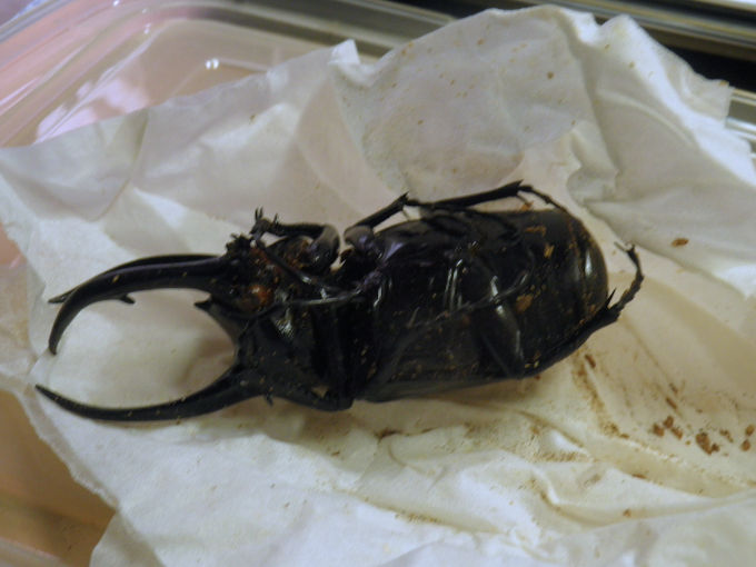加工前標本 死んだ後の保管方法 オオクワ京都昆虫館 クワガタ カブトムシ 昆虫標本 昆虫イベント