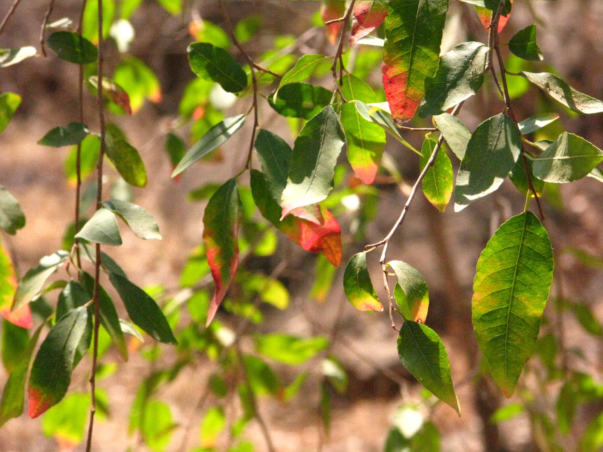 Tarentaal “Finial D’arbre” oomleeu