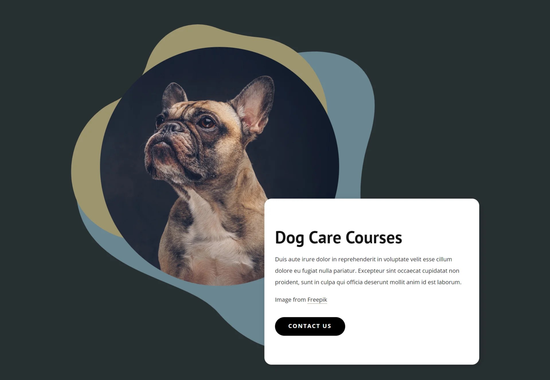 Dog Care Courses Frontend Template OOP Technologies