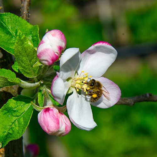 opal apple Taste the hidden beauty of opal® stay true