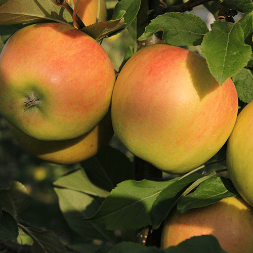 opal apple Taste the hidden beauty of opal® stay true