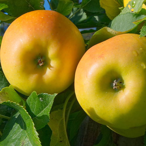 opal apple Taste the hidden beauty of opal® stay true