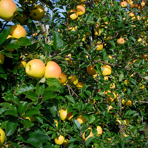 opal apple Taste the hidden beauty of opal® stay true