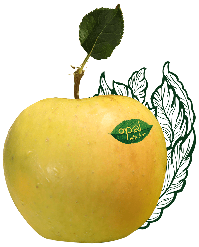 opal apple Taste the hidden beauty of opal® stay true