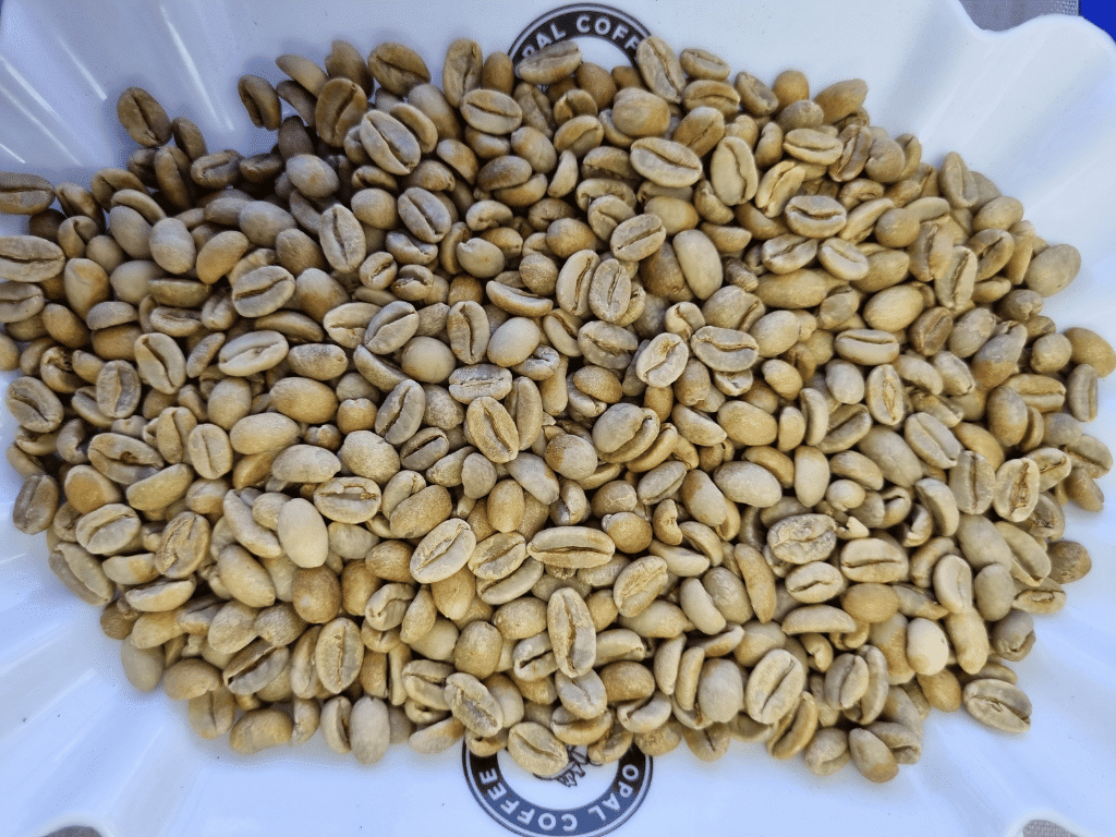 Specialty Green Coffee Grading What You Need to Know — Opal Coffee