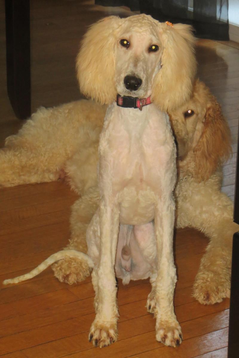 SHELTER POODLES ADOPTED OPCA Shelter Network Alliance