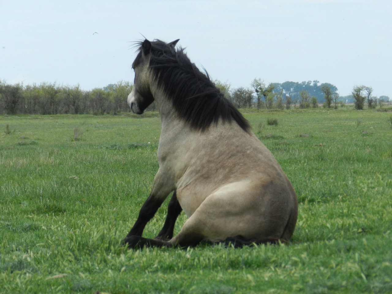 ¿Porque los caballos duermen de pie? Opción Rural · Información